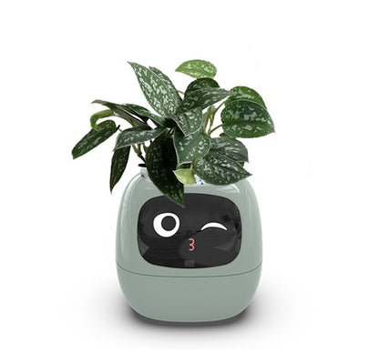 Smart Planter with Sensors | Dealtide smart planter